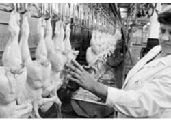 Россия получила право поставлять мясо птицы в ЕС