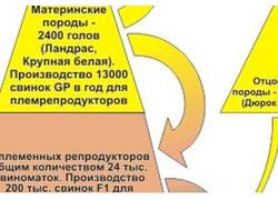 В Орловскую область ввезена партия племенных свиней из Канады